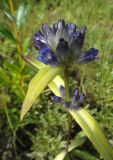 Gentiana macrophylla