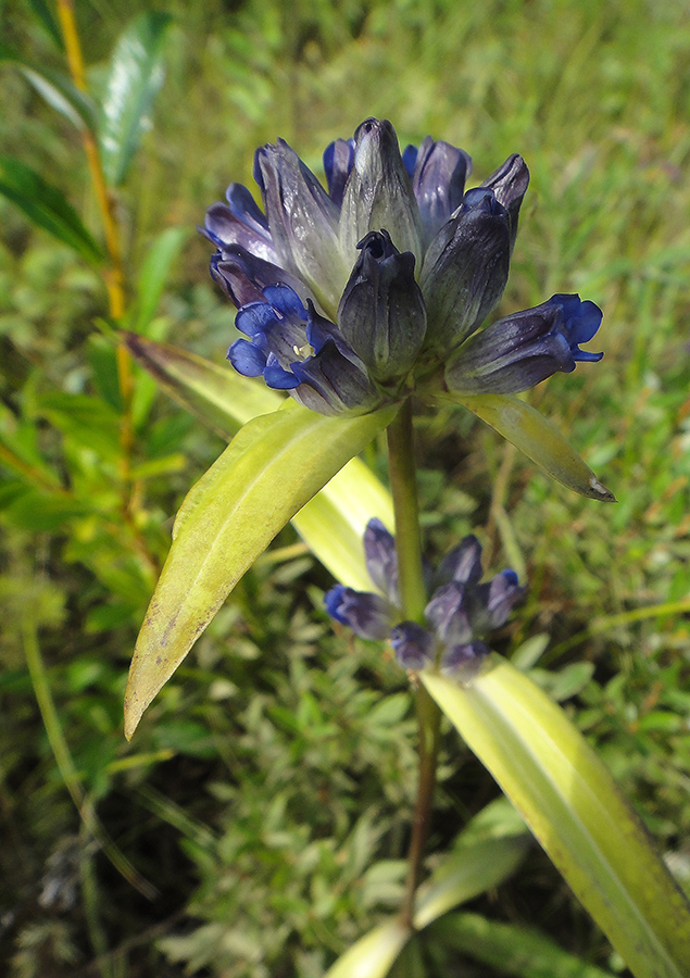 Изображение особи Gentiana macrophylla.