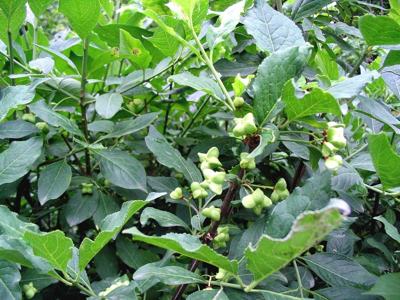 Image of Euonymus europaeus specimen.