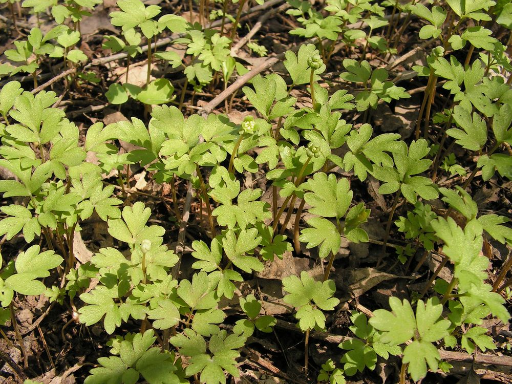 Image of Adoxa moschatellina specimen.