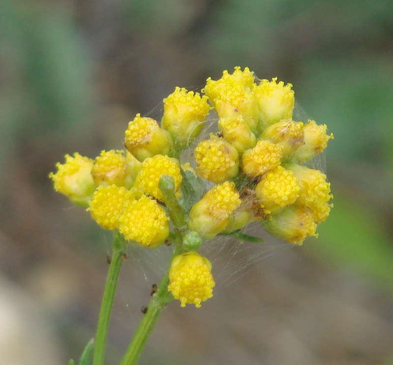 Изображение особи Filifolium sibiricum.