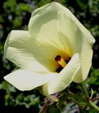 Hibiscus esculentus. Цветок. Германия, г. Дюссельдорф, Ботанический сад университета. 04.09.2013.