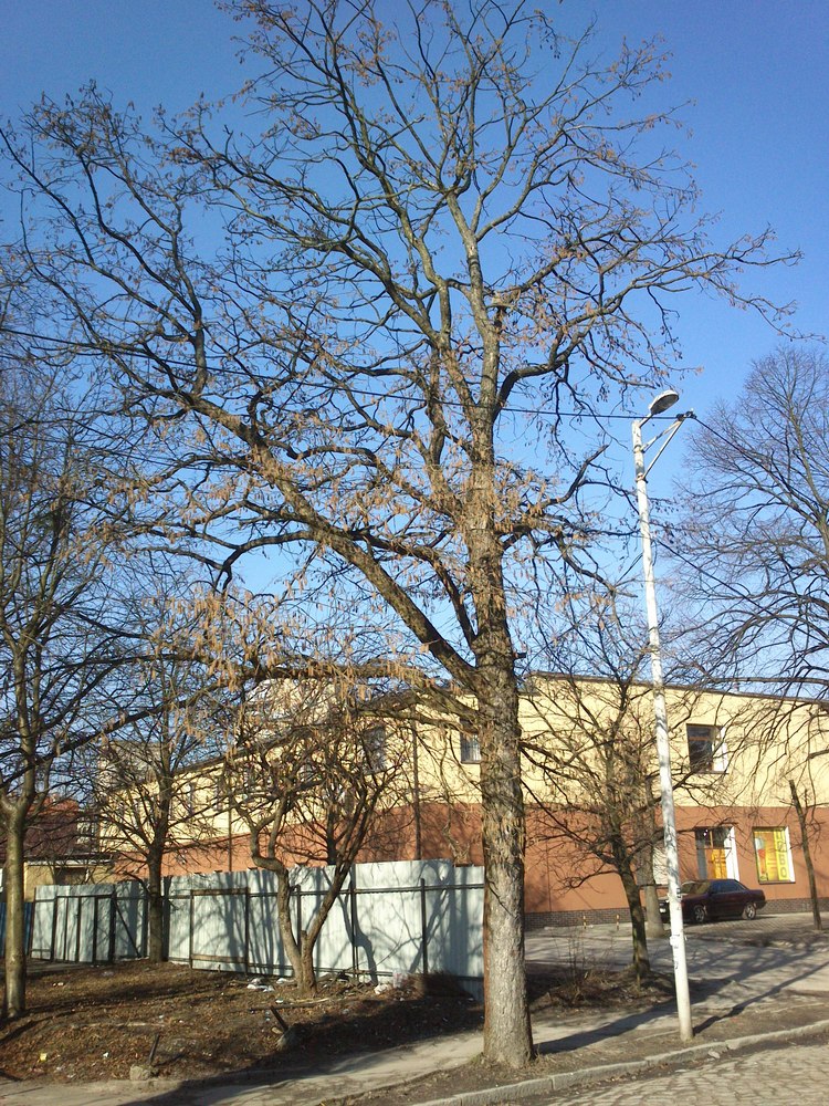 Image of Corylus colurna specimen.