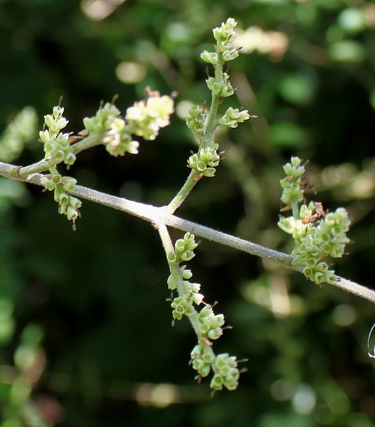 Image of Ligustrum quihoui specimen.