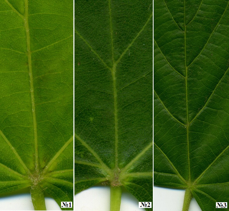 Изображение особи род Tilia.