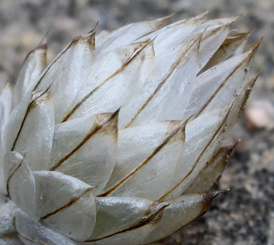 Изображение особи Catananche caerulea.