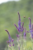 Salvia tesquicola. Верхушка растения с соцветиями; на подлёте - бабочка-шмелевидка (Hemaris sp.). Саратов, Кумысная поляна. 02.06.2013.