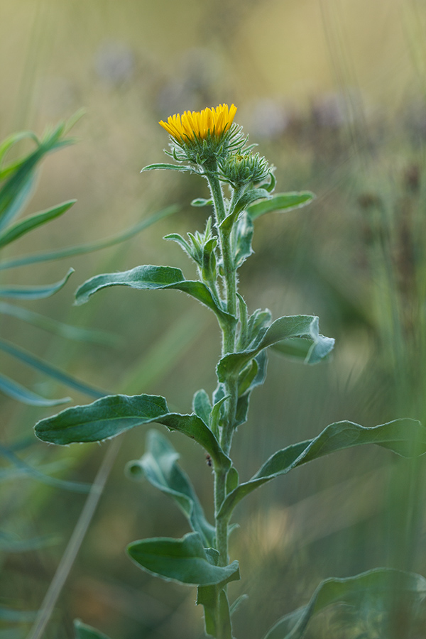 Изображение особи Inula britannica.