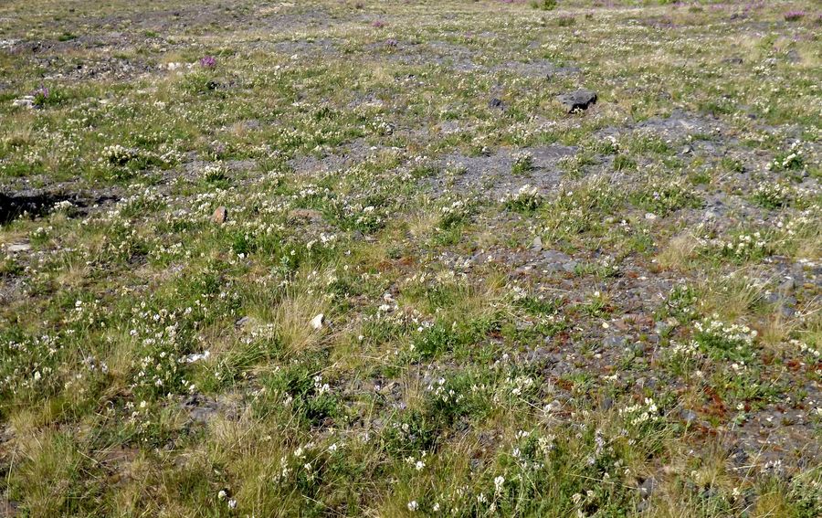 Изображение особи Oxytropis sordida.