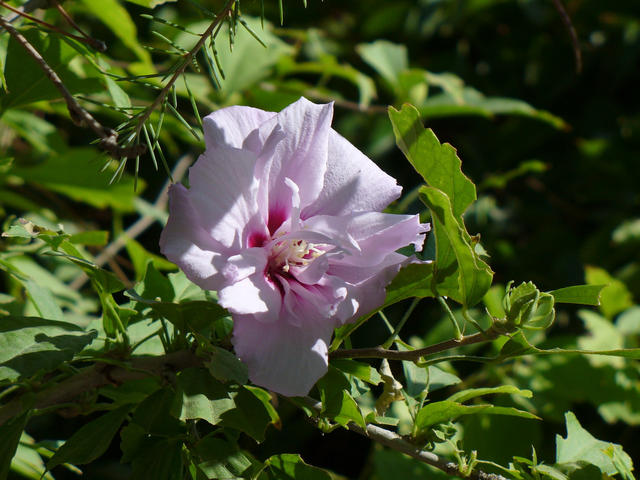 Изображение особи Hibiscus syriacus.