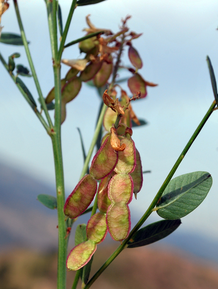 Изображение особи Hedysarum flavescens.