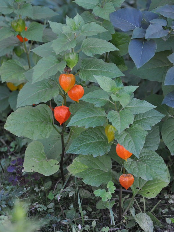 Изображение особи Alkekengi officinarum.