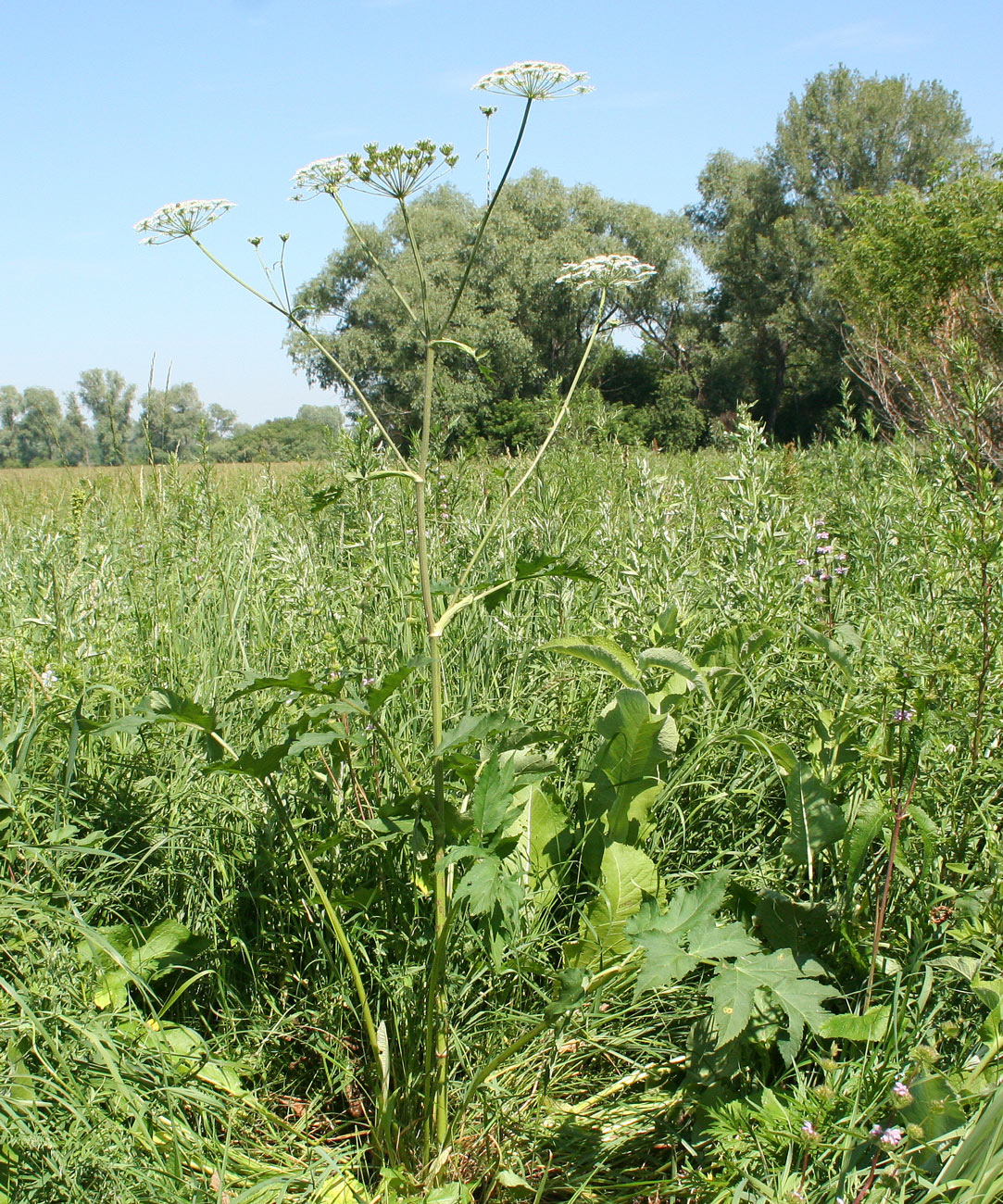 Изображение особи Heracleum dissectum.