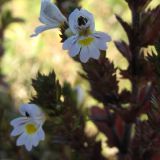 Euphrasia stricta