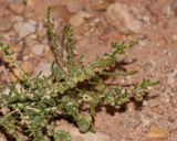 Salsola imbricata