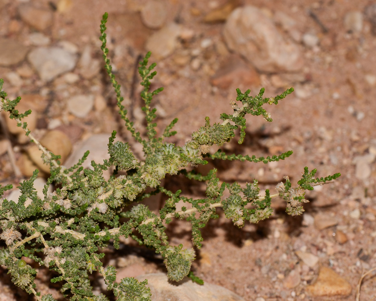 Image of Salsola imbricata specimen.