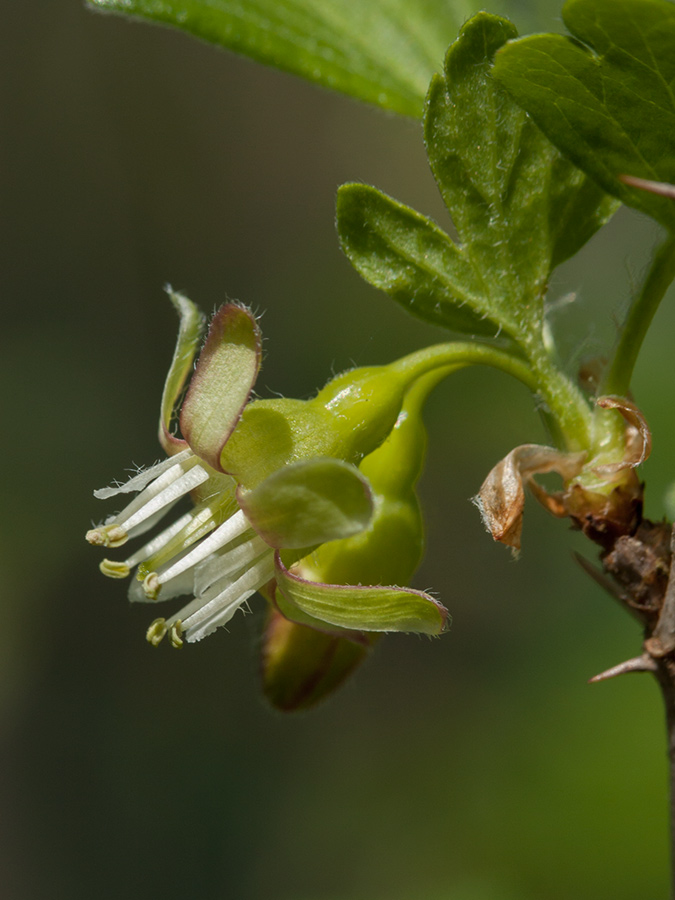 Изображение особи Grossularia uva-crispa.