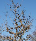 Chimonanthus praecox. Верхняя часть кроны цветущего растения. Германия, г. Дюссельдорф, Ботанический сад университета. 13.03.2014.