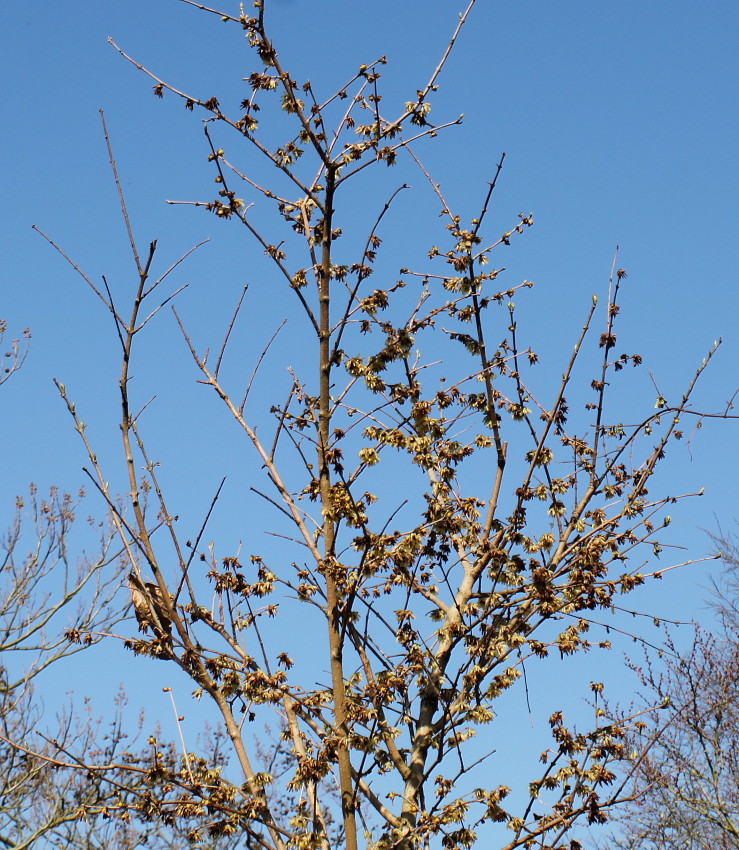 Изображение особи Chimonanthus praecox.