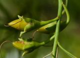 Eremophila polyclada