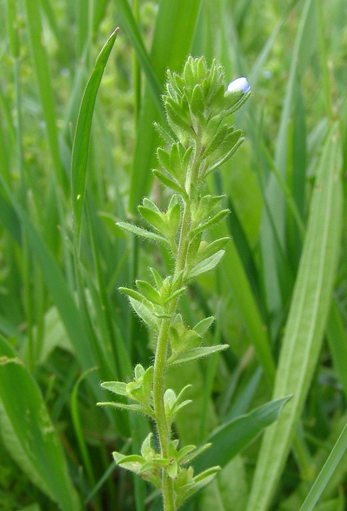 Image of Veronica verna specimen.