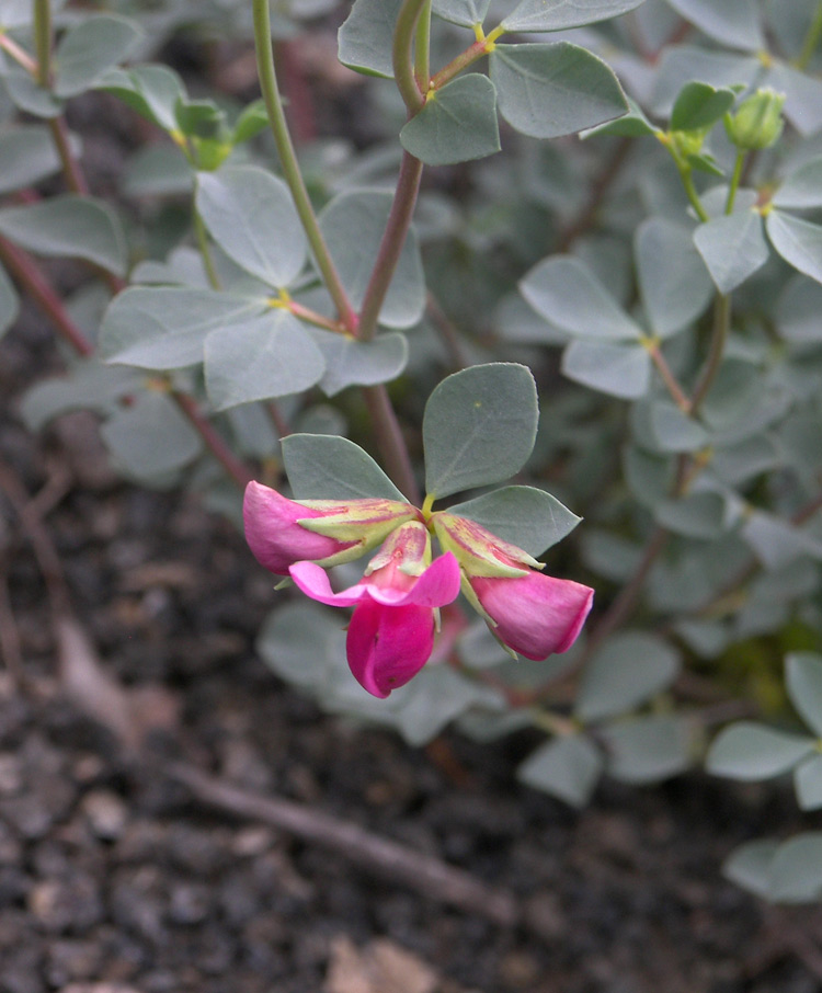 Image of Lotus gebelia specimen.