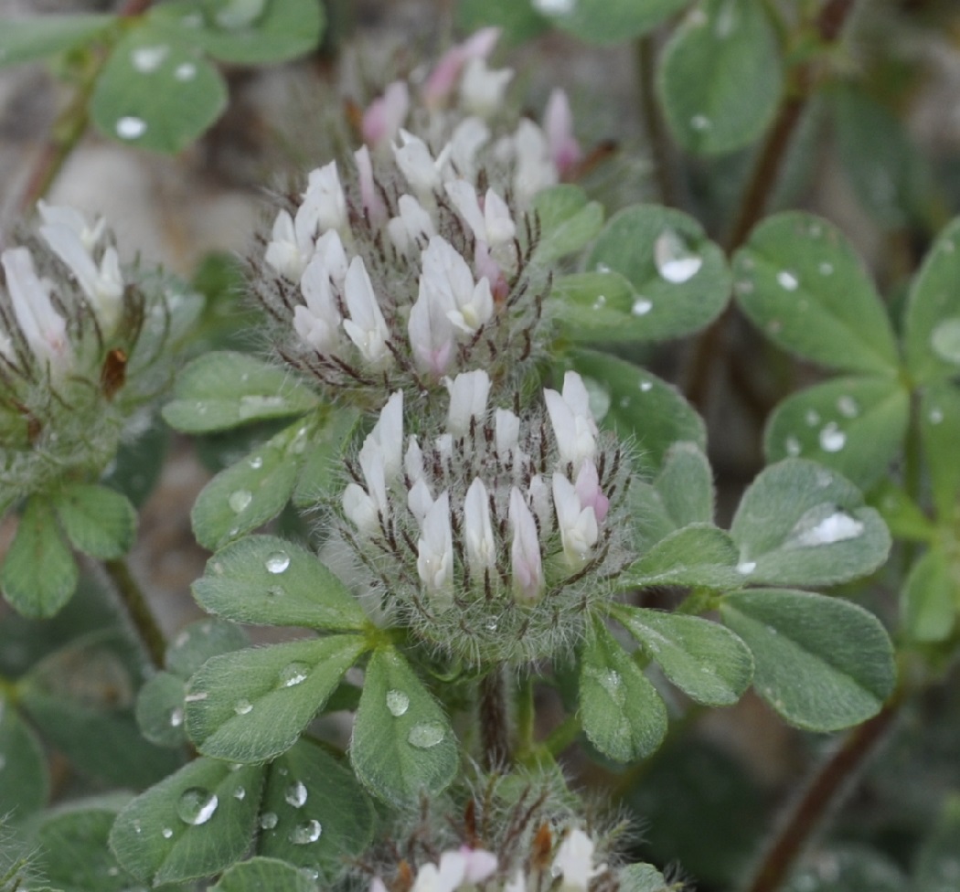 Image of Trifolium cherleri specimen.