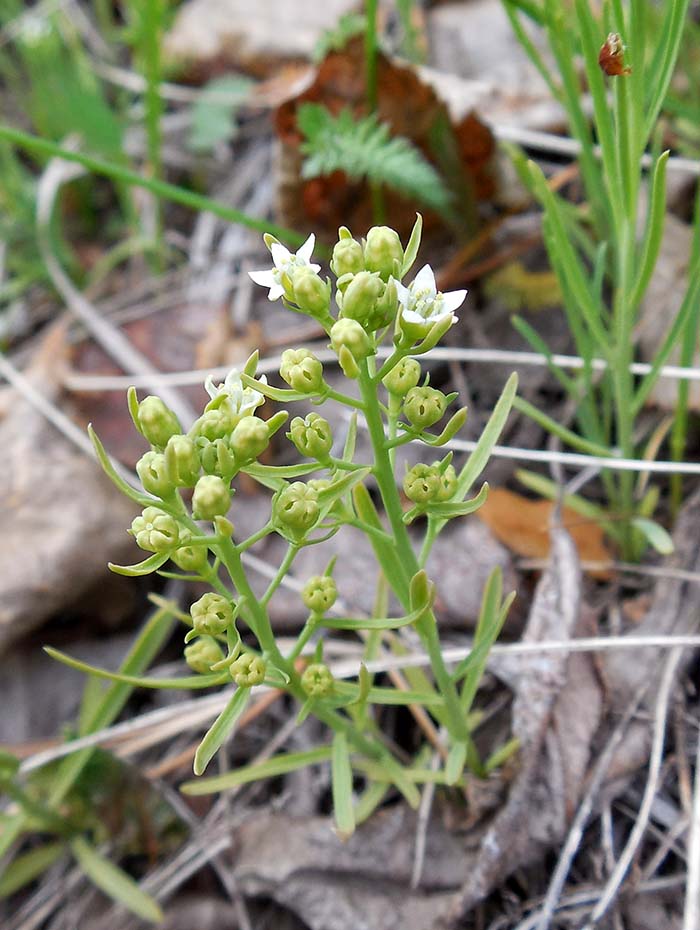 Изображение особи Thesium repens.