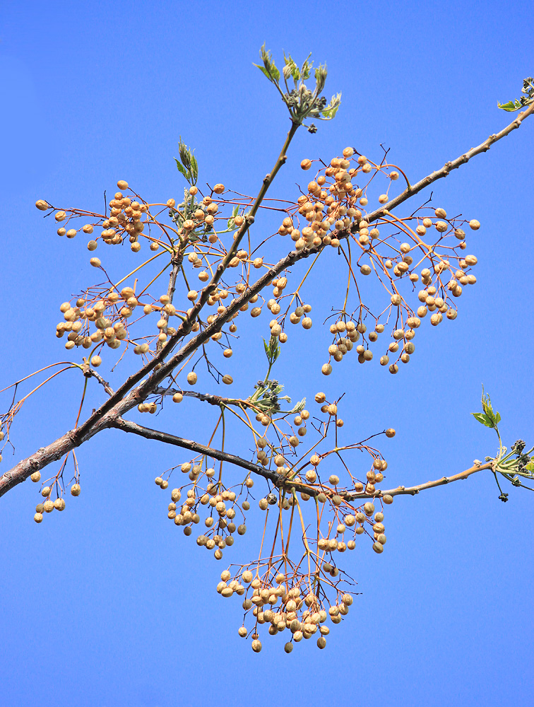 Image of Melia azedarach specimen.