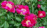 Paeonia lactiflora. Верхушки побегов с цветками ('Cuckoos's Nest'). Германия, г. Дюссельдорф, Ботанический сад университета. 02.06.2014.
