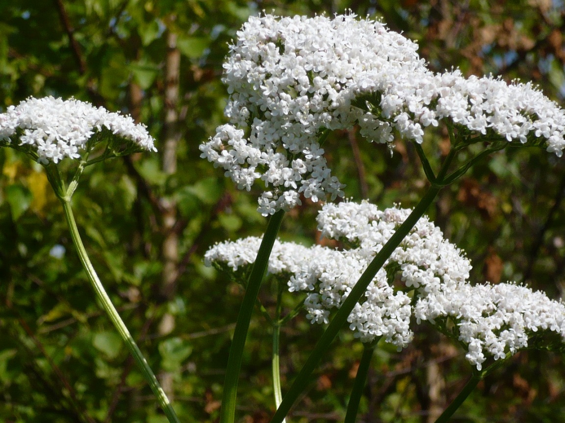 Image of genus Valeriana specimen.