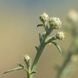 Centaurea salonitana