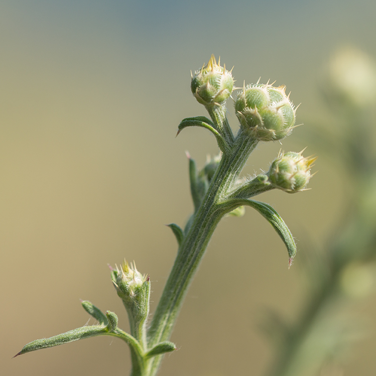 Изображение особи Centaurea salonitana.