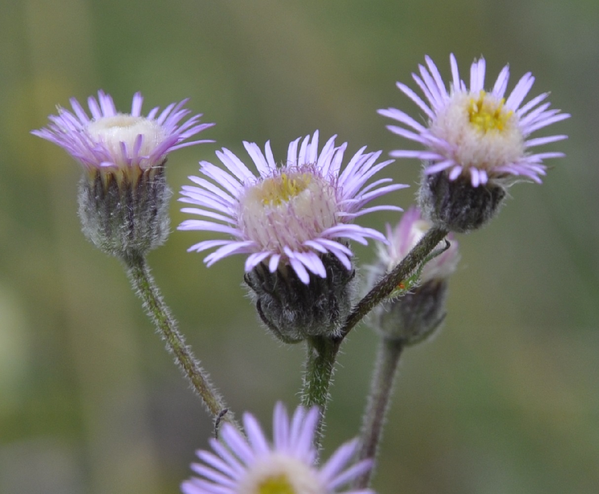 Изображение особи Erigeron acris.