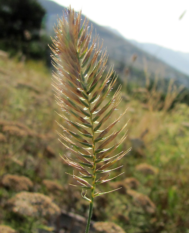 Изображение особи Agropyron pinifolium.