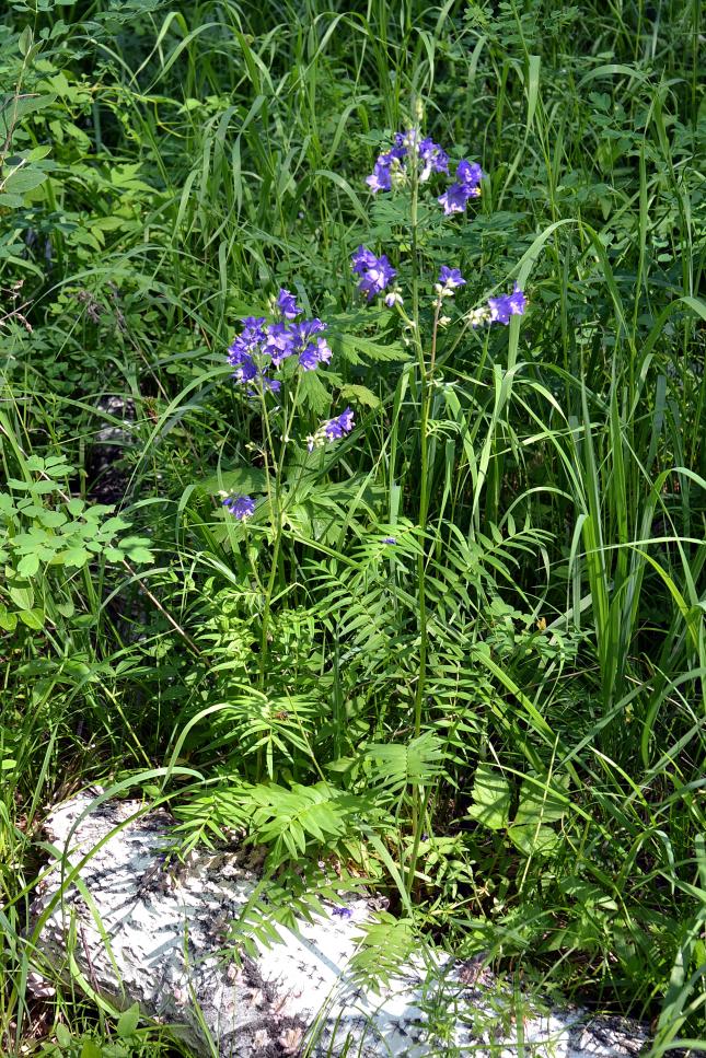 Image of Polemonium caeruleum specimen.