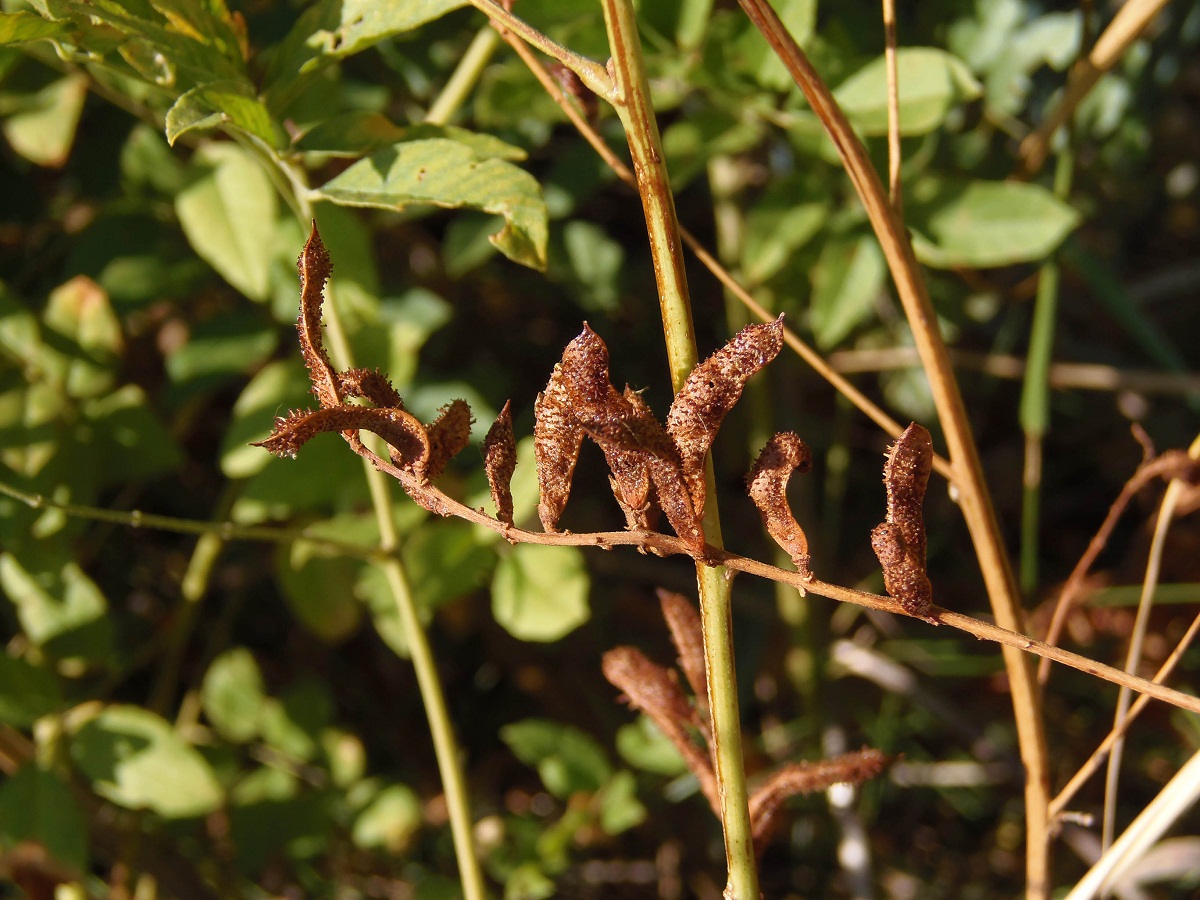 Image of Glycyrrhiza glandulifera specimen.