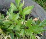 genus Astilbe