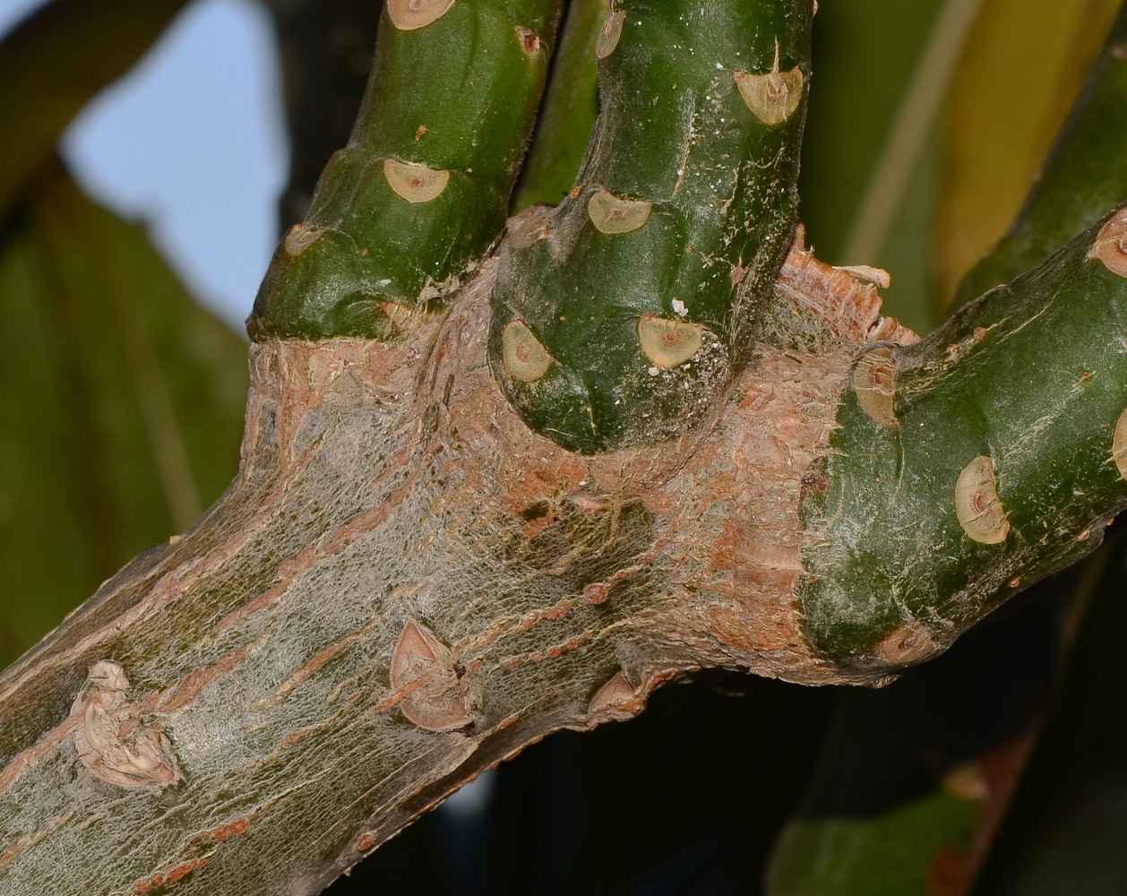 Image of Plumeria rubra specimen.