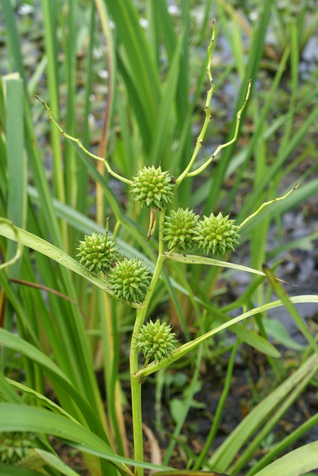 Image of Sparganium coreanum specimen.