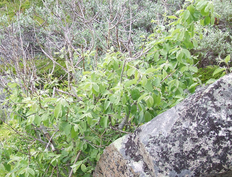 Изображение особи Salix borealis.