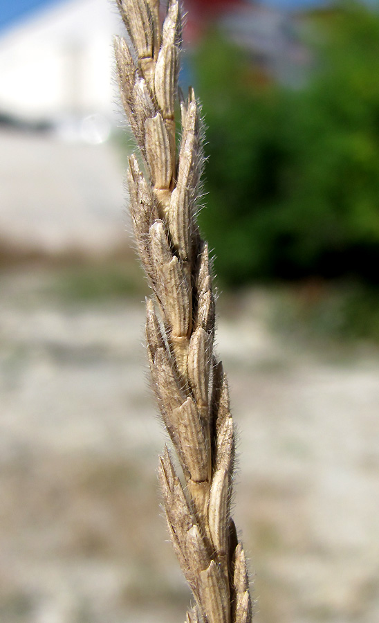 Изображение особи Elytrigia trichophora.