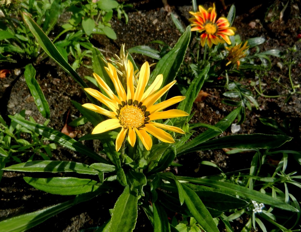 Image of Gazania rigens specimen.