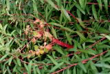 Euphorbia palustris. Верхняя часть веточки с отцветшим соцветием ('Walenburgs Glorie'). Германия, г. Крефельд, Ботанический сад. 06.09.2014.
