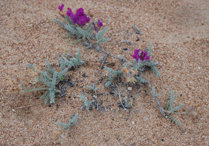 Изображение особи Oxytropis lanata.