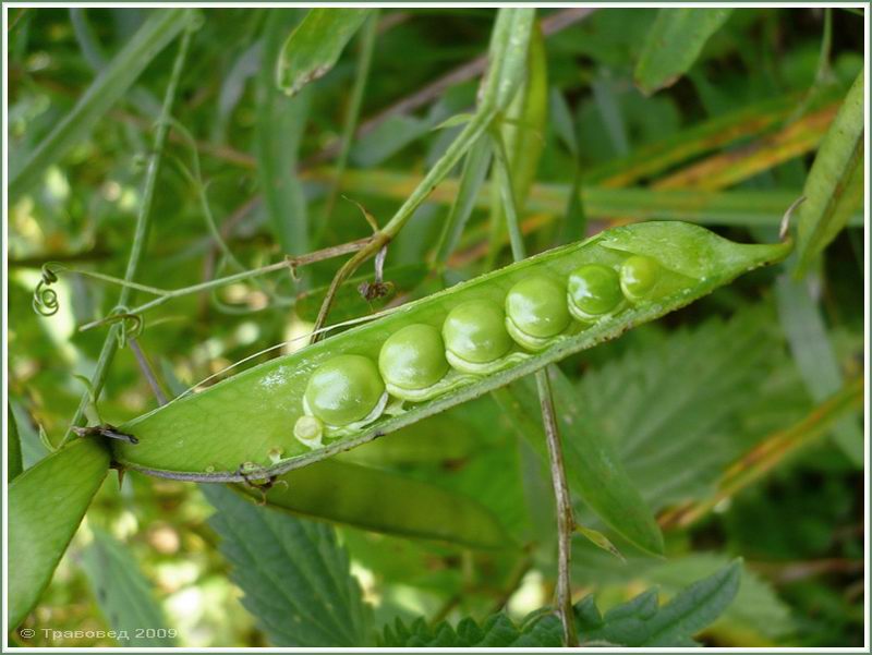 Изображение особи Lathyrus sylvestris.