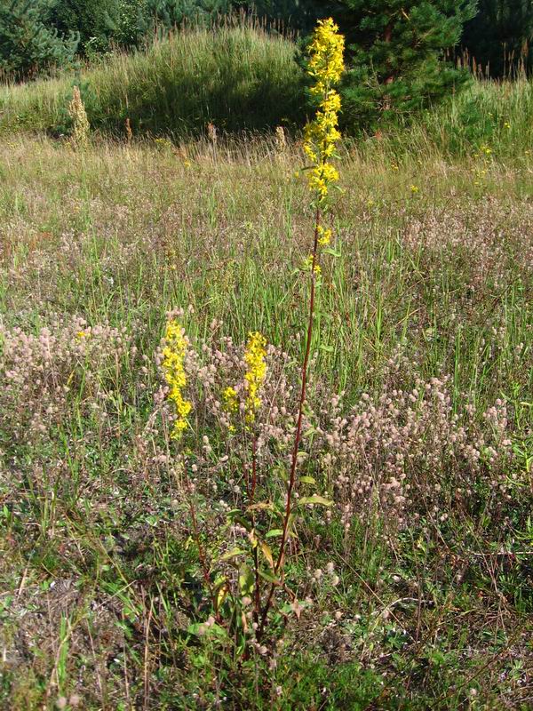 Image of Solidago virgaurea specimen.