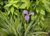 Iris setosa