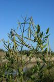 Trachomitum lancifolium