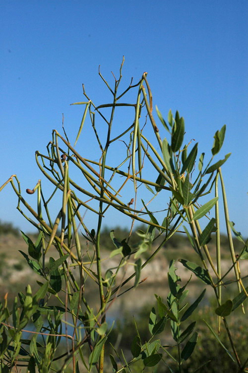 Image of Trachomitum lancifolium specimen.